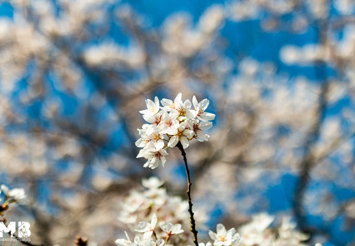 Bloesempark Amsterdam 2022