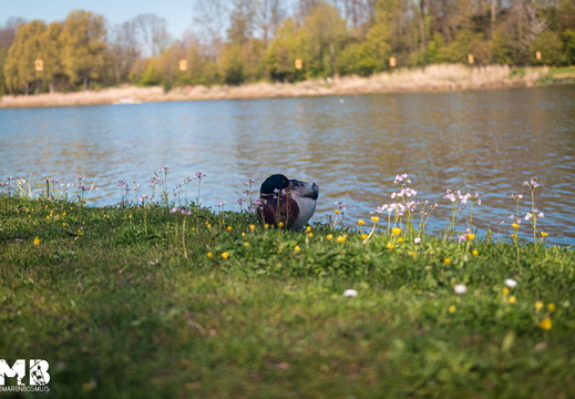 Amsterdamse Bos 2021-04-27