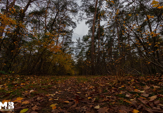 Markelo Woods 2020-11-15